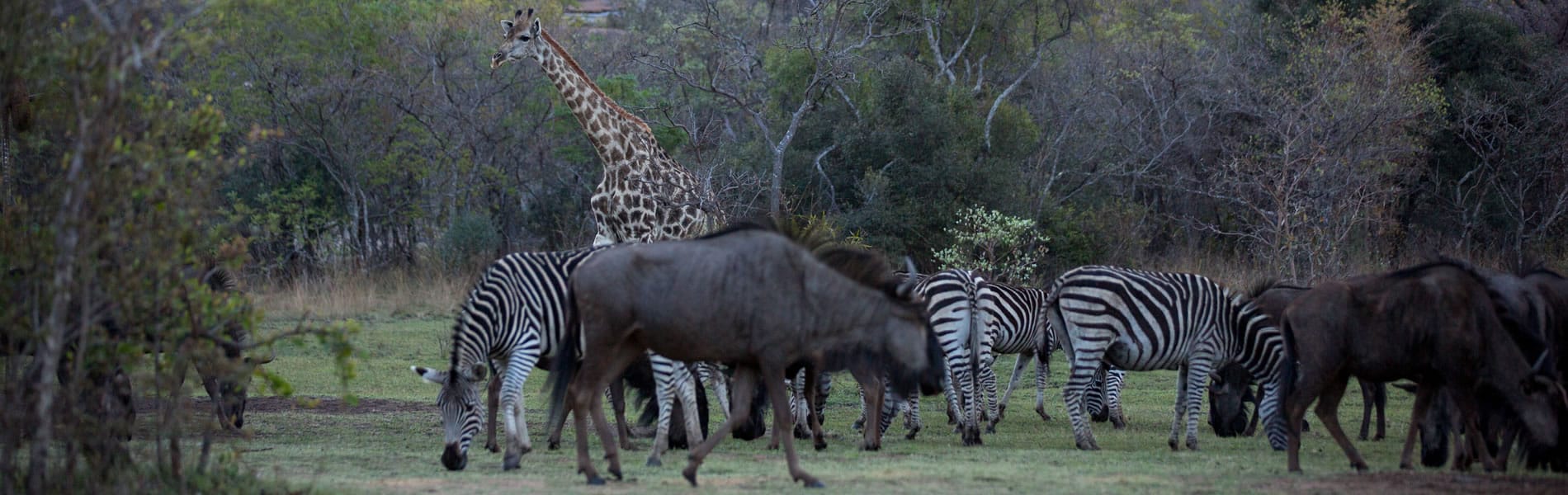 matopos-wildlife-reserve